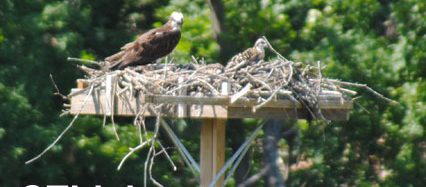 CT Birding Trails Birdwatching Hawk and Chick